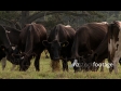 Cows Grazing 5 475